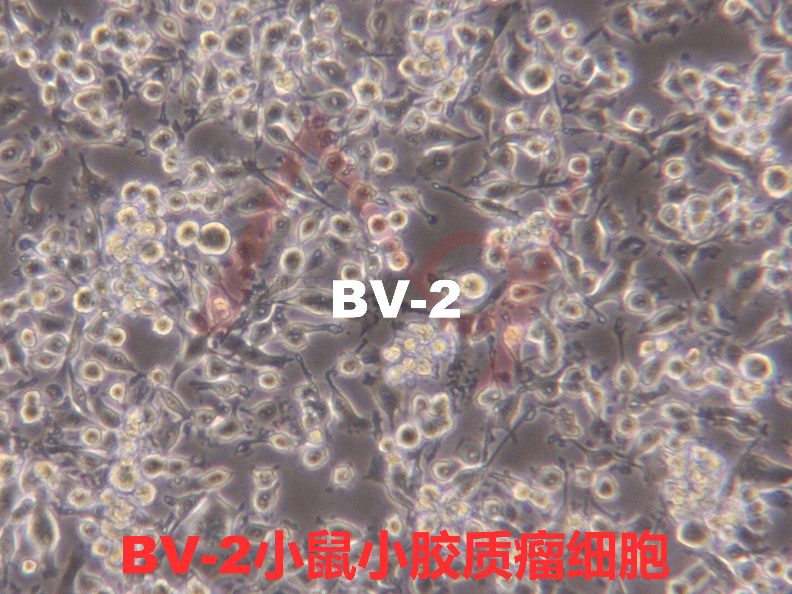 BV-2【BV2】小鼠小胶质瘤细胞