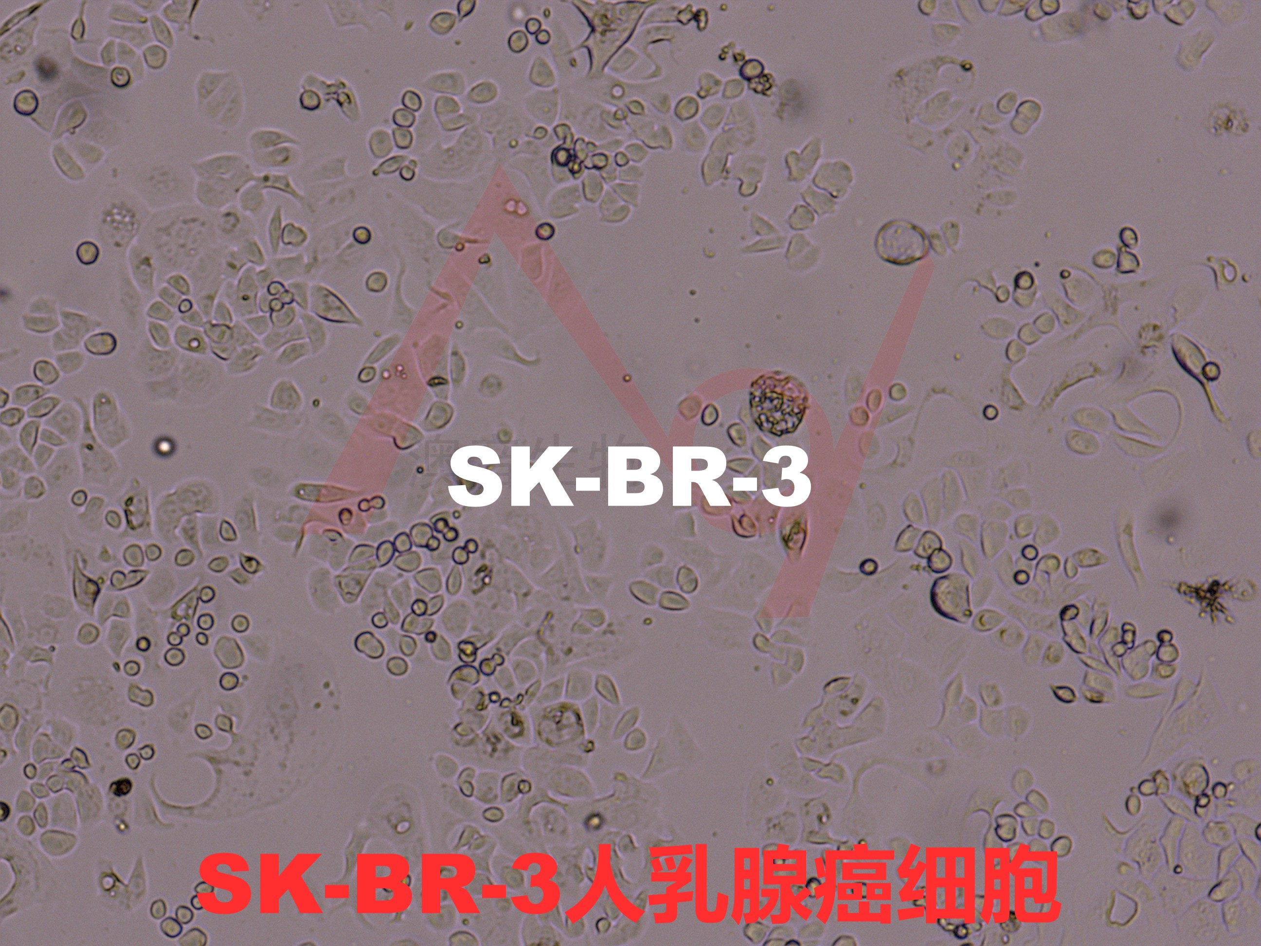 SK-BR-3[SK-Br-3; Sk-Br-3; SK BR 03; SKBR-3; SKBr-3; SK-BR3; SKBr3; SkBr3; SKBR3]乳腺腺癌细胞