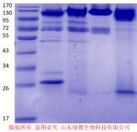 猪圆环(PCV-3)抗体 猪圆环(PCV-3)单抗 鼠抗猪圆环(PCV-3)单克隆抗体