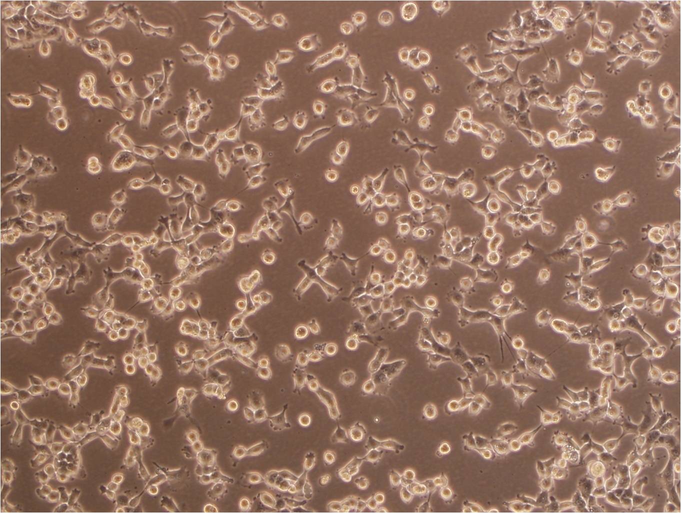 95-D[ 95-d;PLA801D; 95D; PLA80