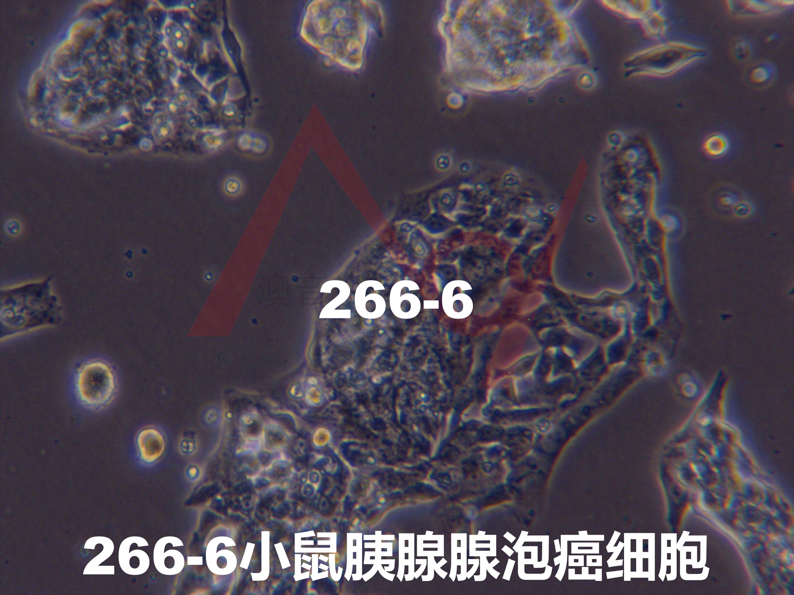 266-6小鼠胰腺腺泡癌细胞