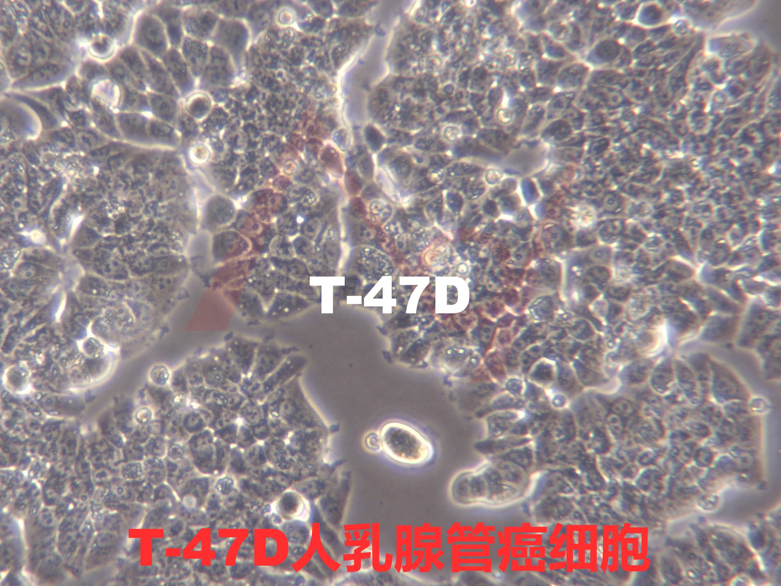 T-47D[T-47-D; T47-D; T47D:A; T47D]人乳腺管癌细胞