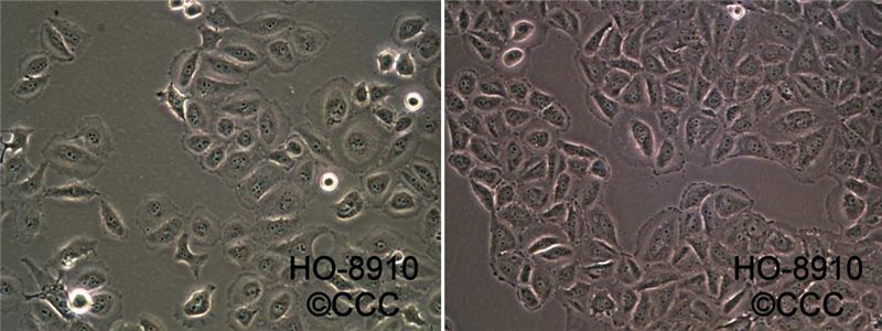HO-8910[Ho-8910; HO8910; Ho891