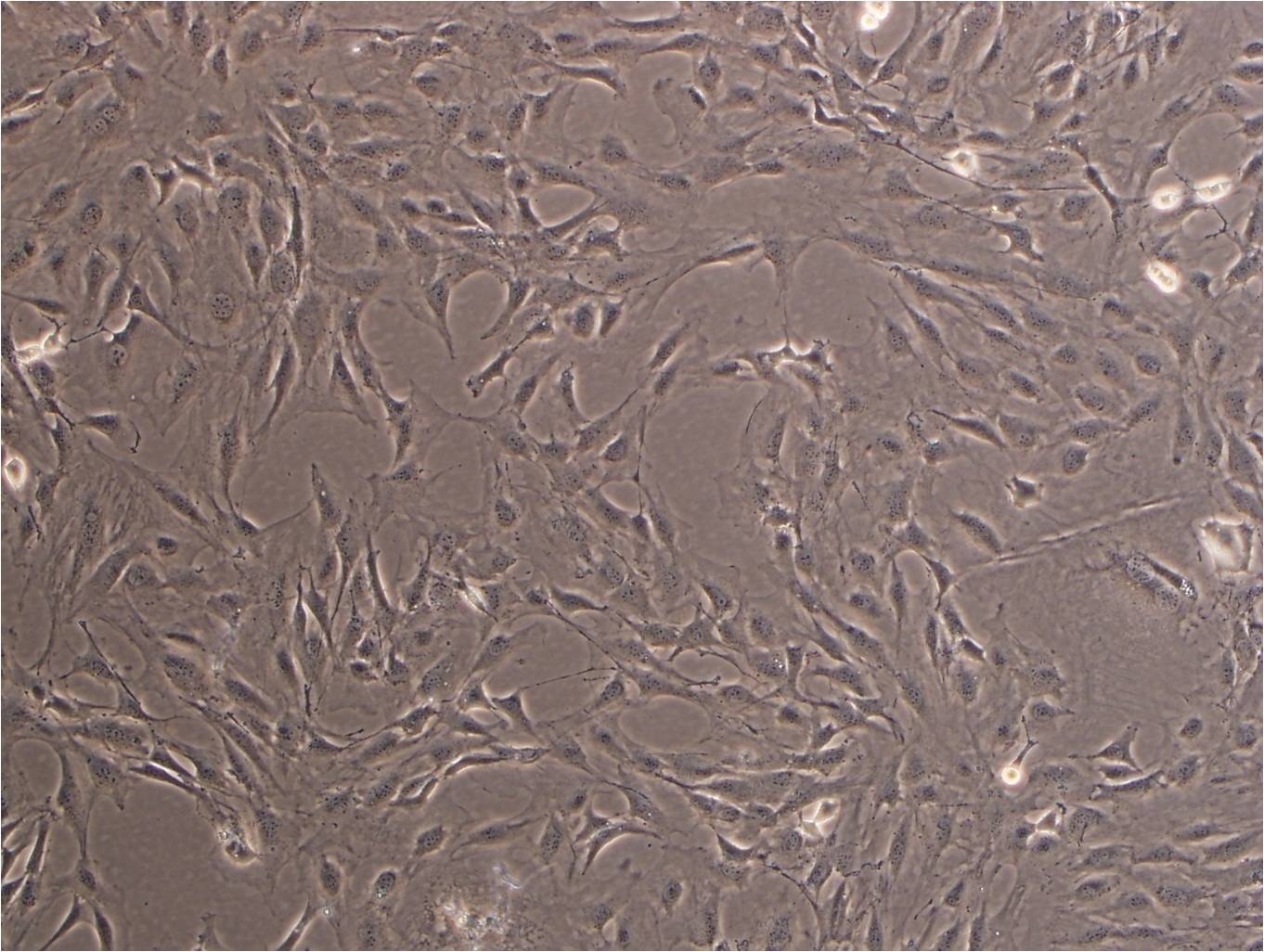 MC3T3-E1 Subclone 14【MC3T3-E1 