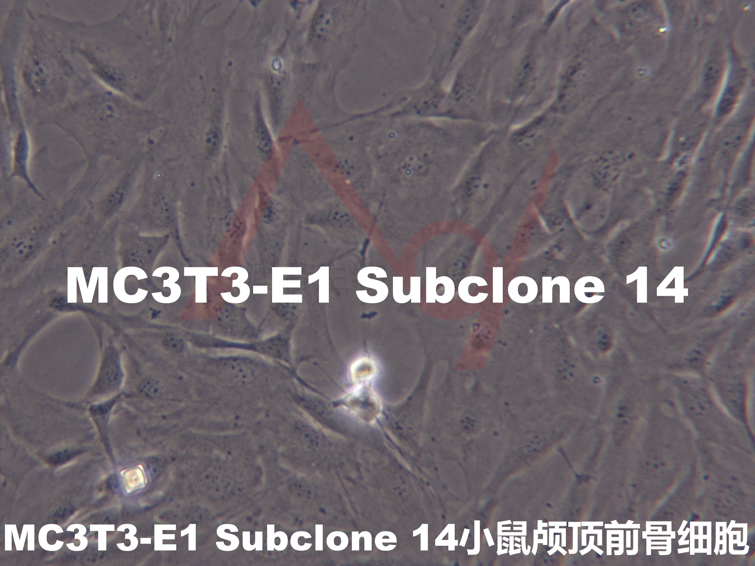 MC3T3-E1 Subclone 14【MC3T3-E1 SUBCLONE 14】小鼠颅顶前骨细胞亚克隆14