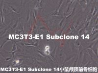 MC3T3-E1 Subclone 14【MC3T3-E1 SUBCLONE 14】小鼠颅顶前骨细胞亚克隆14