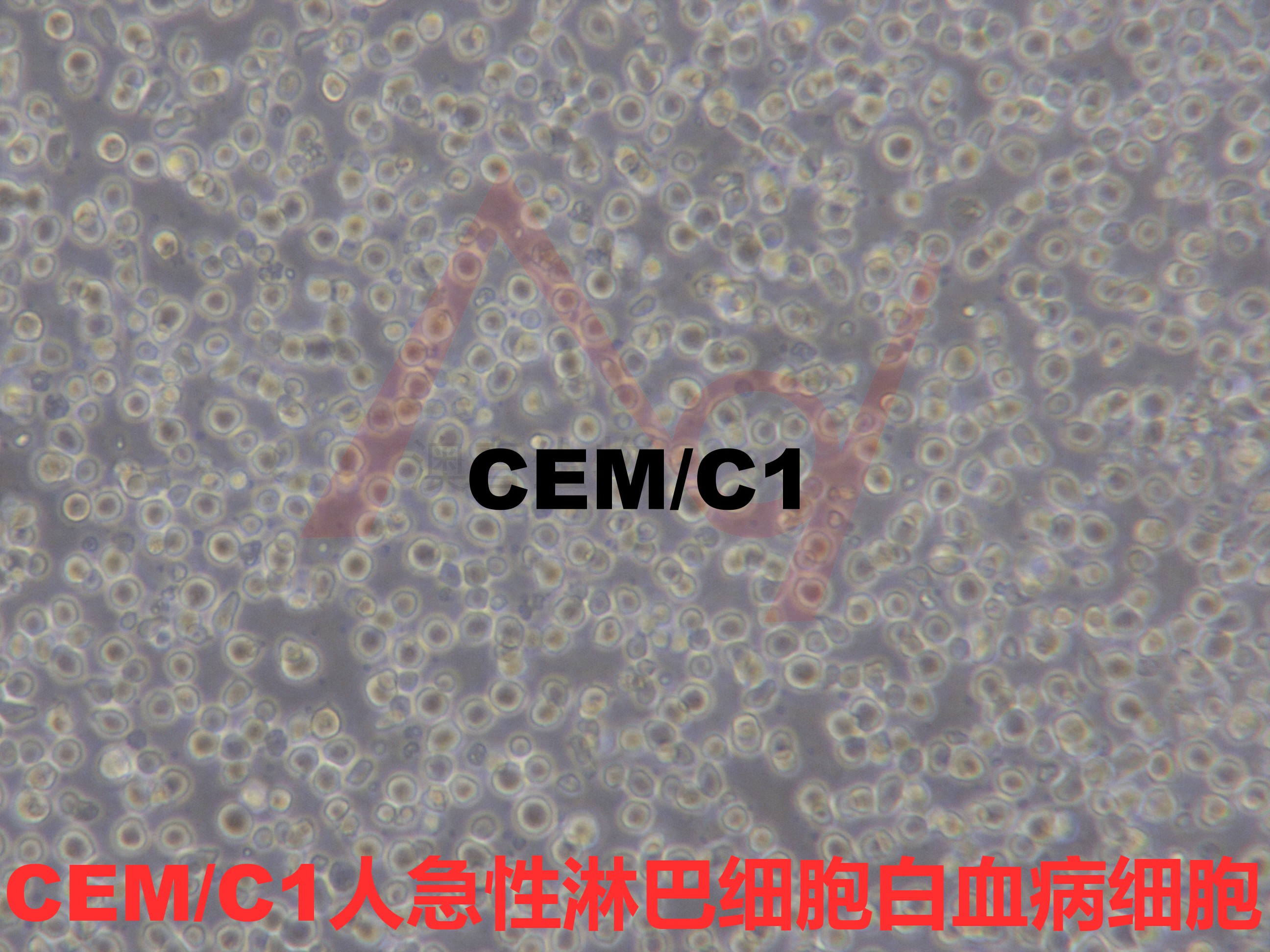 CEM/C1[CCRF-CEM C1; CEM-C1; CEM.C1; CEMC]人急性淋细胞白血病细胞