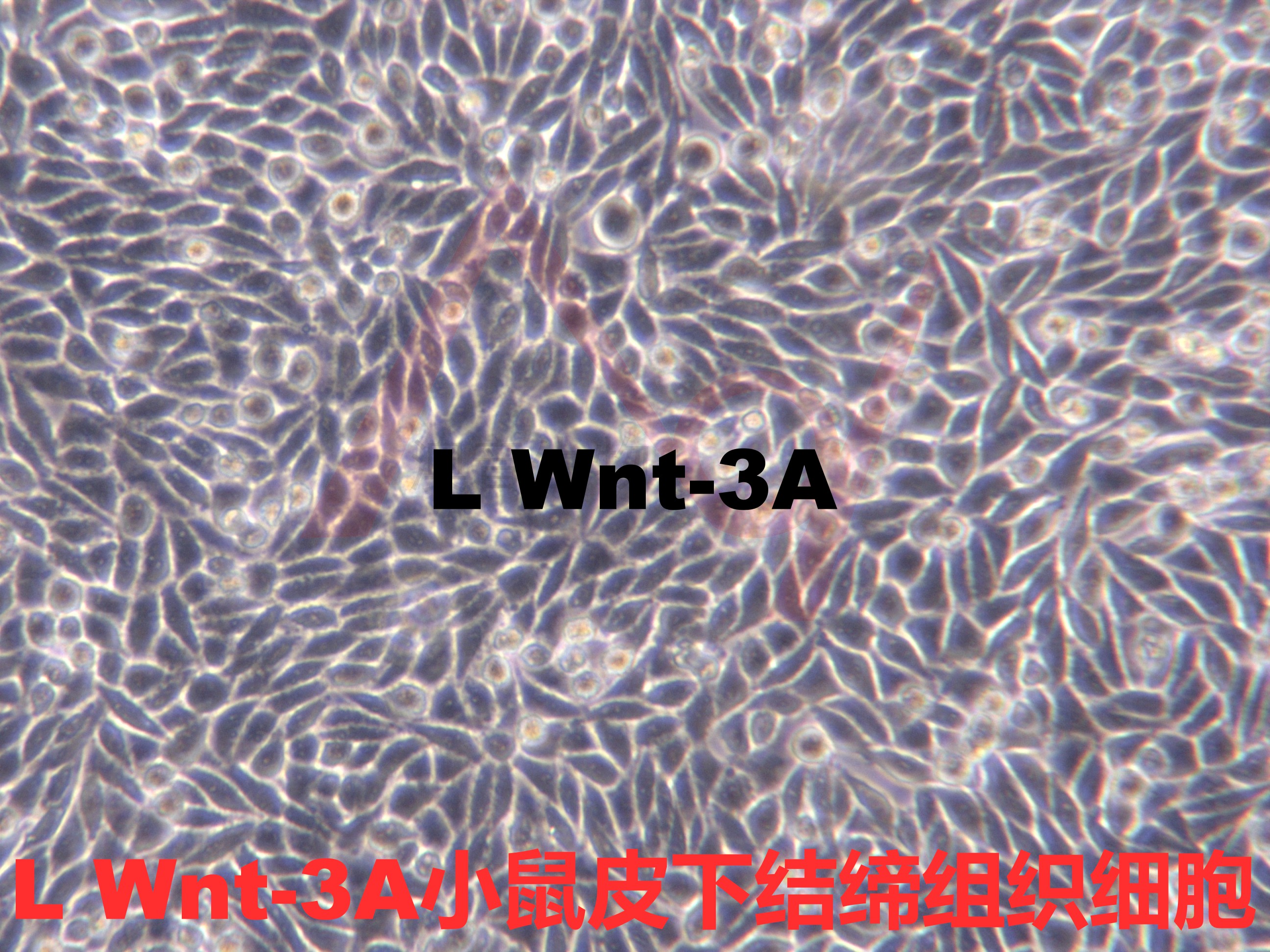 L Wnt-3A【L-Wnt-3A; L-Wnt3A; LWnt3A; LWnt-3A】小鼠皮下结缔组织细胞