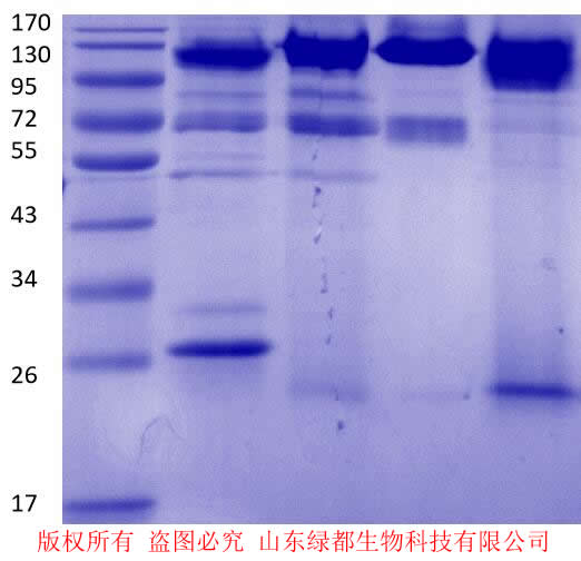 猫白血病GAG蛋白单抗  猫白血病GAG蛋白抗体  鼠抗猫白