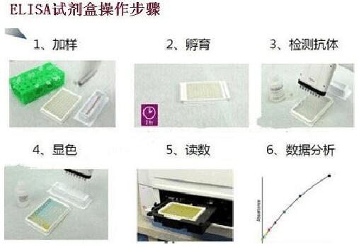 ELISA Kit FOR CD177 antigen