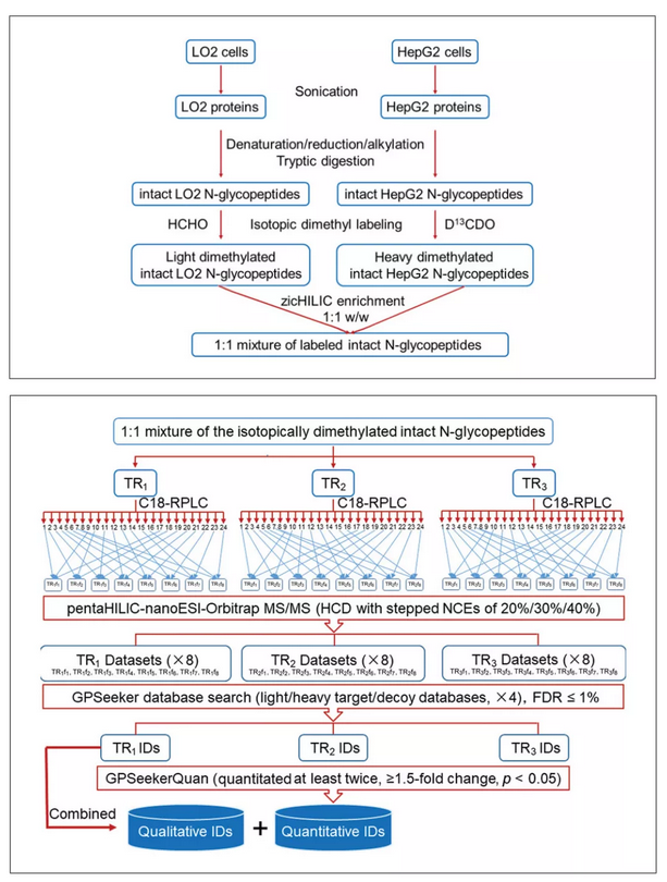【文献解读】IF=6.38，完整N-糖肽定性和定量分析探究岩藻糖化修饰对前列腺癌侵袭转移的作用机制