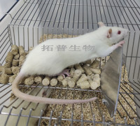 单侧输尿管梗阻模型