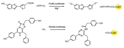 实验分享▏用数据说话，教你做双荧光素酶报告基因实验