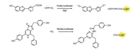 技术分享|小翊教你做双荧光素酶报告基因实验