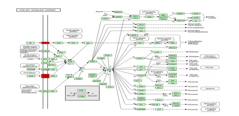 【文献解读】IF=6.38，完整N-糖肽定性和定量分析探究岩藻糖化修饰对前列腺癌侵袭转移的作用机制