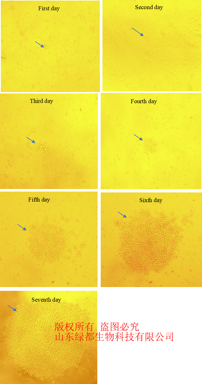 猫白血病GAG蛋白单抗  猫白血病GAG蛋白抗体  鼠抗猫白