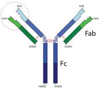 Human Transferrin Receptor ELISA KIT