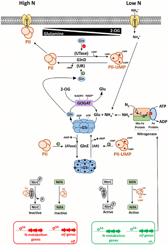 Agrisera氮代谢相关抗体+AmyJet二抗产品打包组合
