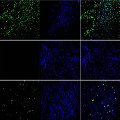 Tunel细胞凋亡试剂盒 Tunel Apoptosis Detection Kit 价格 厂家 供应商 武汉益普生物科技有限公司 丁香通