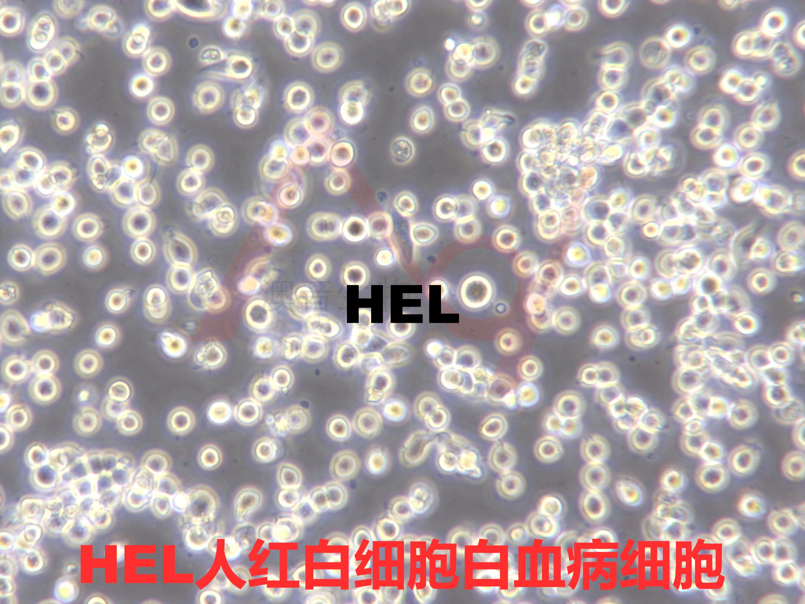 HEL【Hel; GM06141; GM06141B; Human ErythroLeukemia】红白细胞白血病细胞