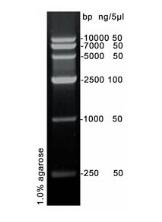 DNA Marker VI (250-10000bp)