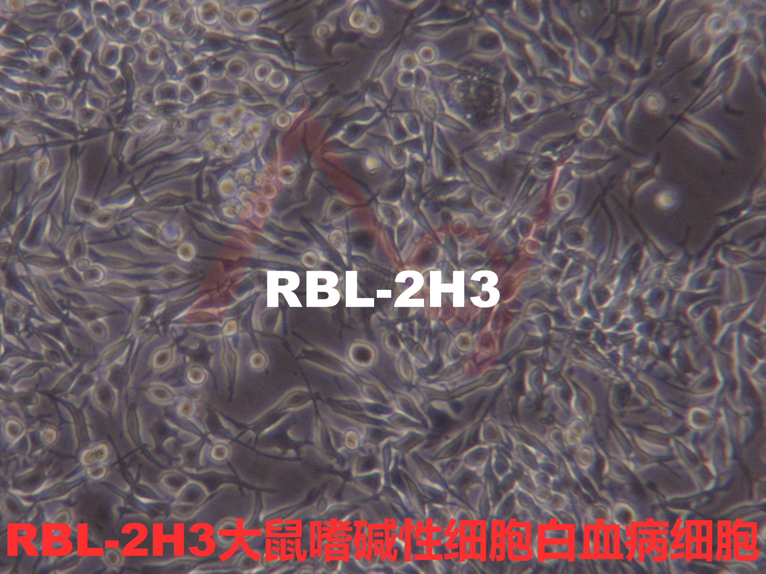 RBL-2H3【RBL2H3; RBL 2H3; RBL.2H3】大鼠嗜碱性细胞白血病细胞