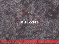 RBL-2H3【RBL2H3; RBL 2H3; RBL.2H3】大鼠嗜碱性细胞白血病细胞