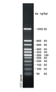 50bp plus 50-1000 DNA Ladder