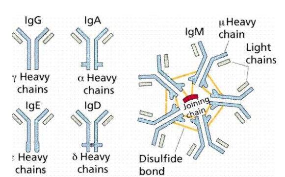 羊免疫球蛋白A酶联免疫检测试剂盒