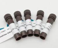 GoldView 核酸染色剂 (10000×)