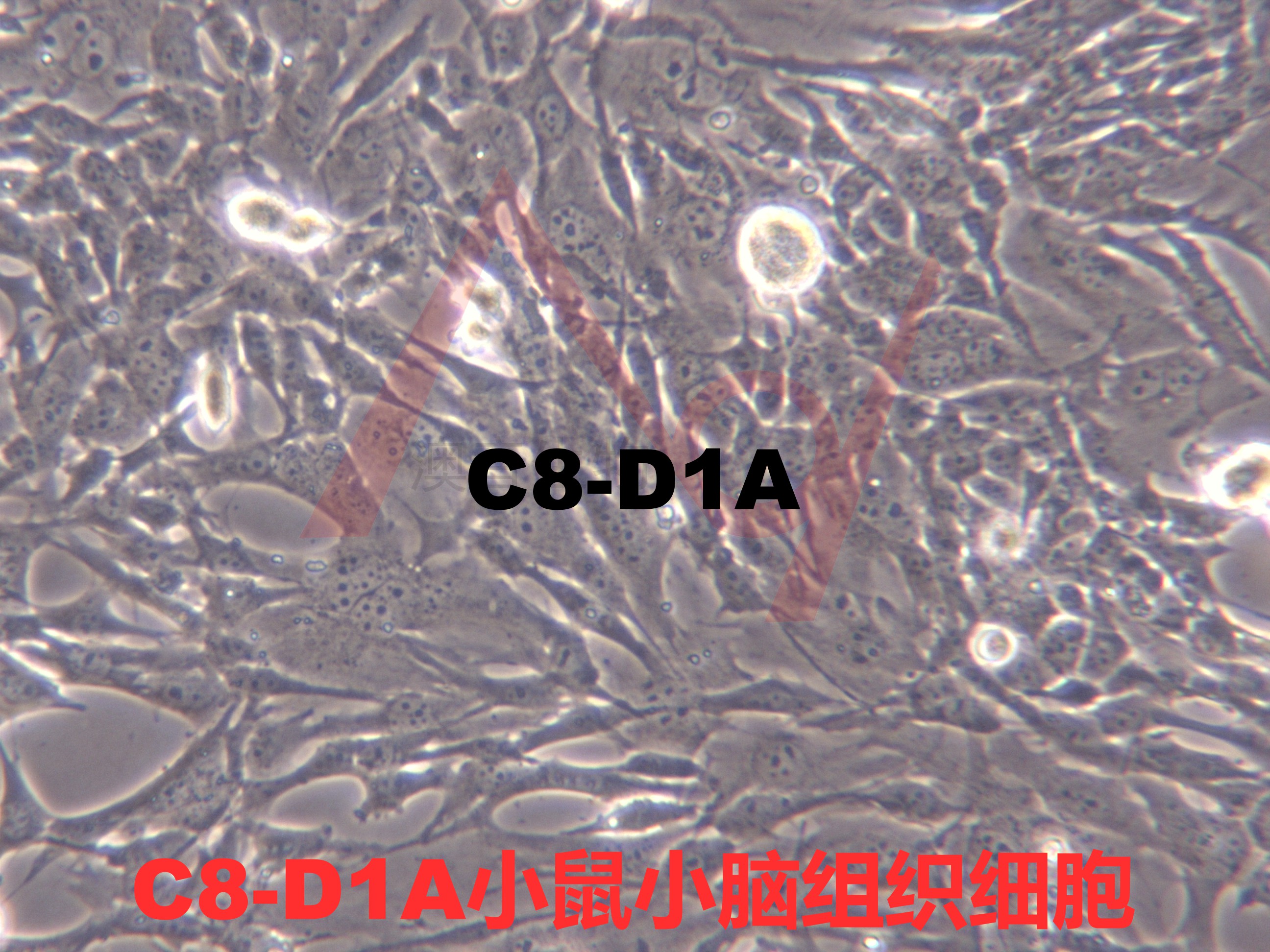 C8-D1A【C8D1A; Astrocyte type I clone】小鼠小脑组织细胞