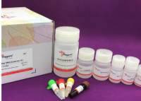 植物线粒体DNA提取试剂盒 Plant Mitochondrial DNA Extraction Kit