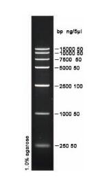 D15000 DNA ladder (250-15000bp)