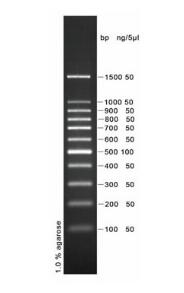 DNA ladder (100-1500bp)