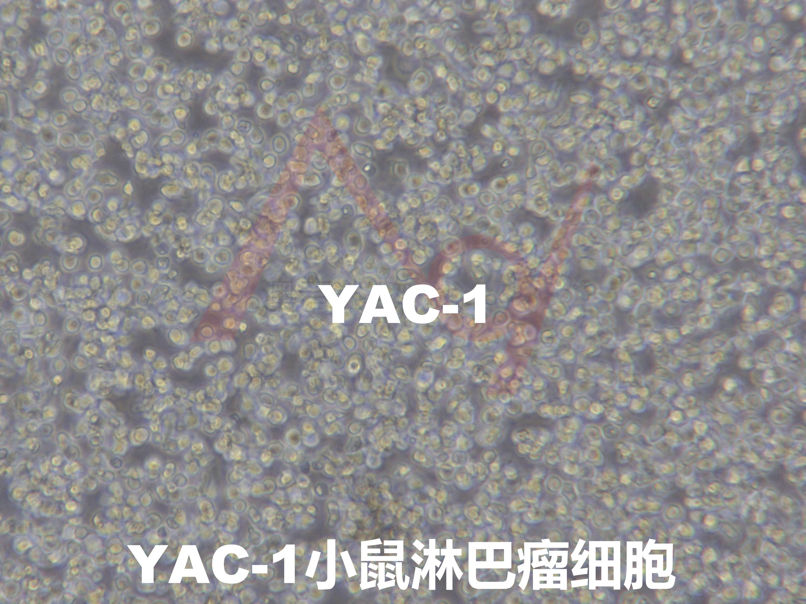 YAC-1【Yac-1; YAC】小鼠淋巴瘤细胞(NK靶细胞)
