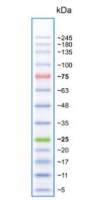 彩色245plus广谱蛋白marker 5-245kD