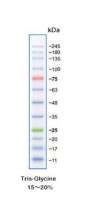 彩虹245广谱蛋白Marker 11-245kD