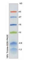 彩虹预染超低分子量蛋白Marker (1.2-45KD)