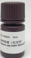 DAPI溶液（即用型）Ready-to-use DAPI Staining Solution