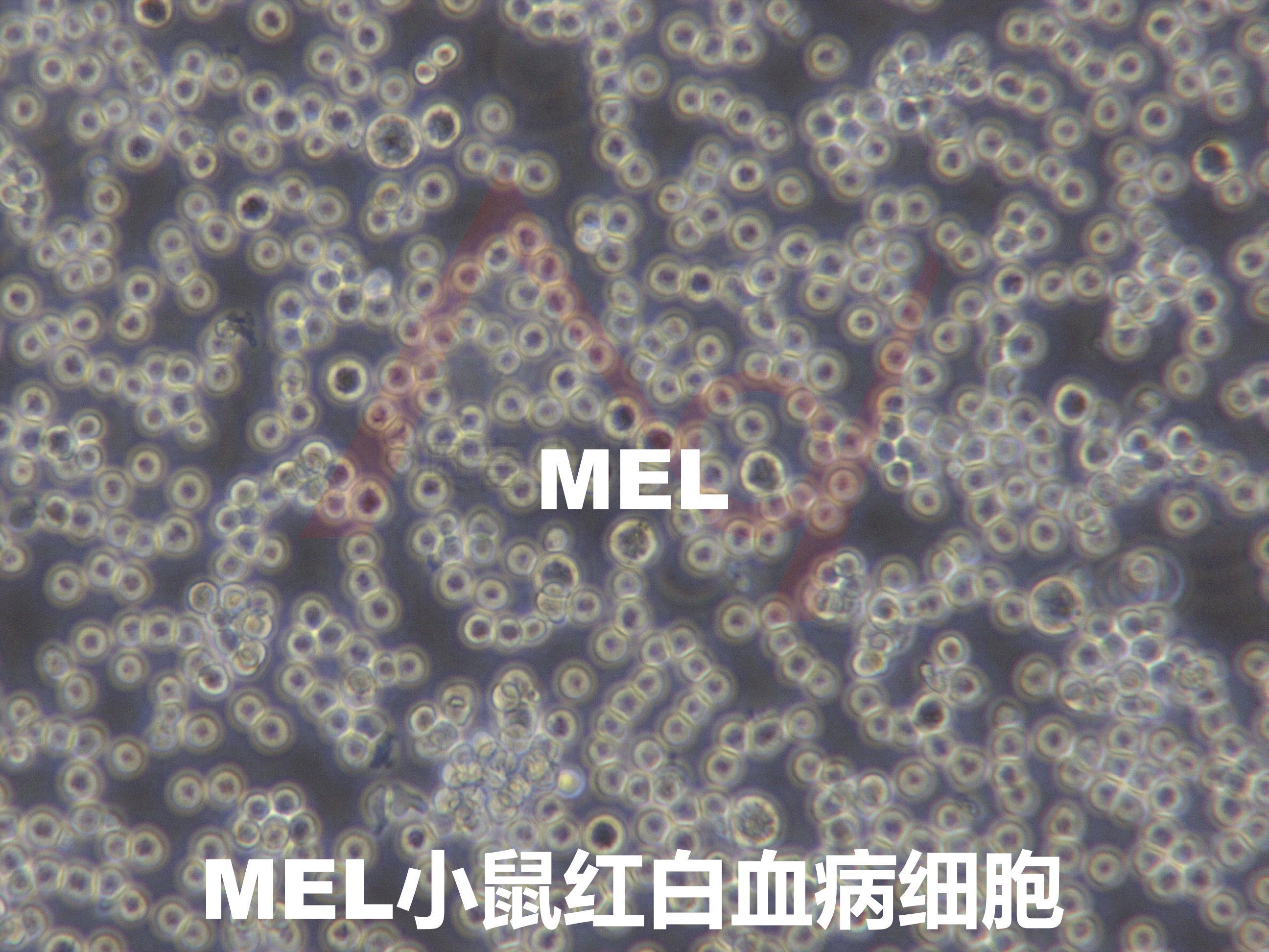 MEL|MEL细胞|小鼠红白血病细胞