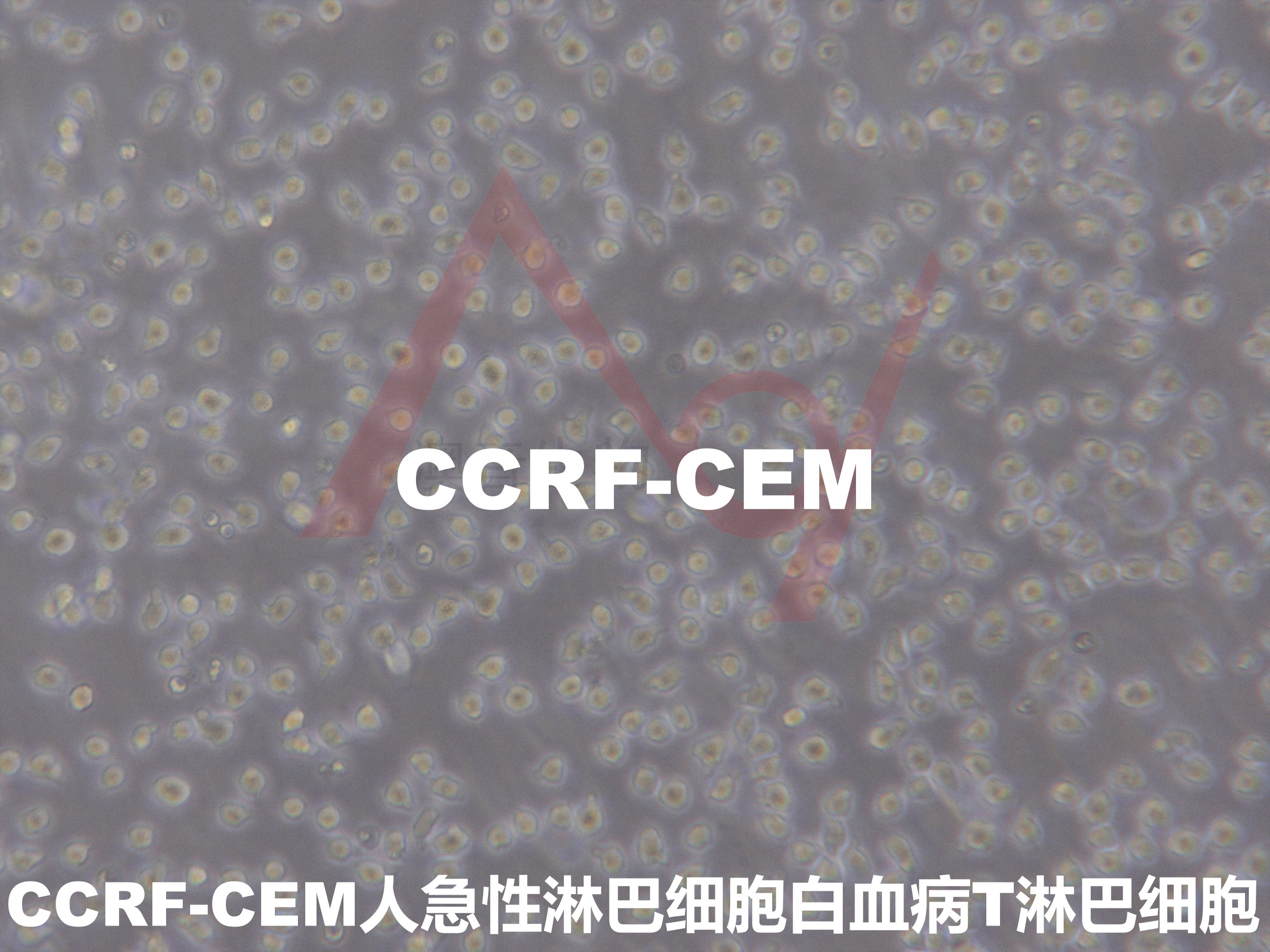 CCRF-CEM [CCRF/CEM; CCRFCEM; CCRF.CEM; CCRF CEM; CCRF; CEM; CEM-CCRF; CEM-CCRF (CAMR); CCRF/CEM/0; CEM/0; CEM-0; CCRF-CEM/S; GM03671; GM03671C]人急性淋巴细胞白血病T淋巴细胞