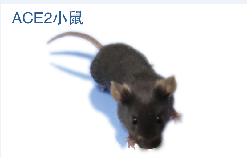 ACE2 冠状病毒受体小鼠模型免费申请