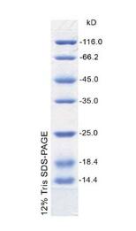 低分子量蛋白质Marker 14.4-116kD
