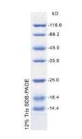 低分子量蛋白质Marker 14.4-116kD