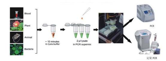 不动杆菌属通用PCR 检测试剂盒使用说明书