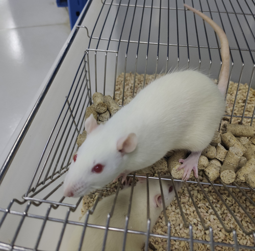 动静脉内瘘小鼠模型