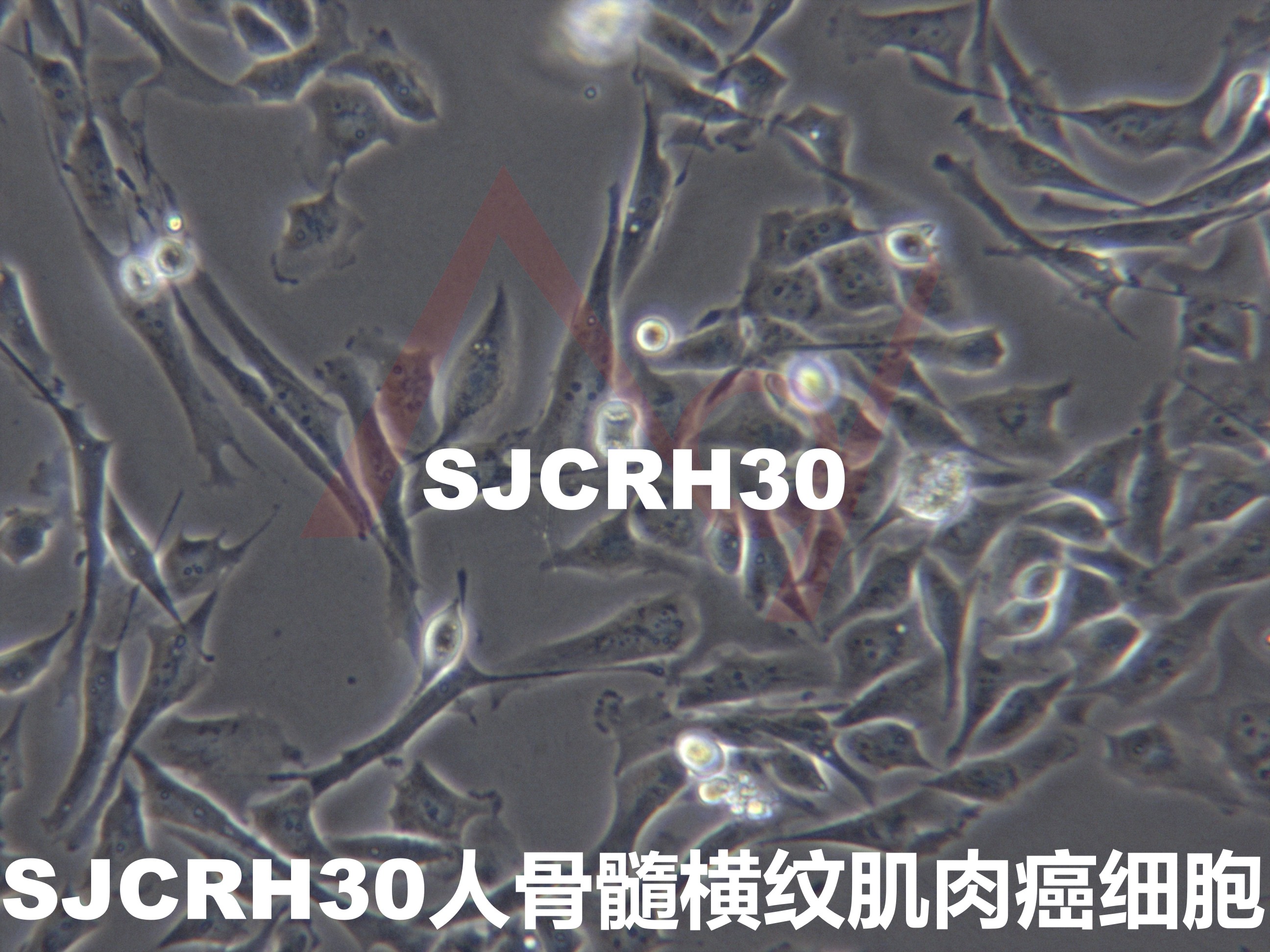SJCRH30[SJCRH-30;RH30; RH-30; Rh-30; RH30SJ; SJRH-30,RC13; RMS 13]人骨髓横纹肌肉癌细胞