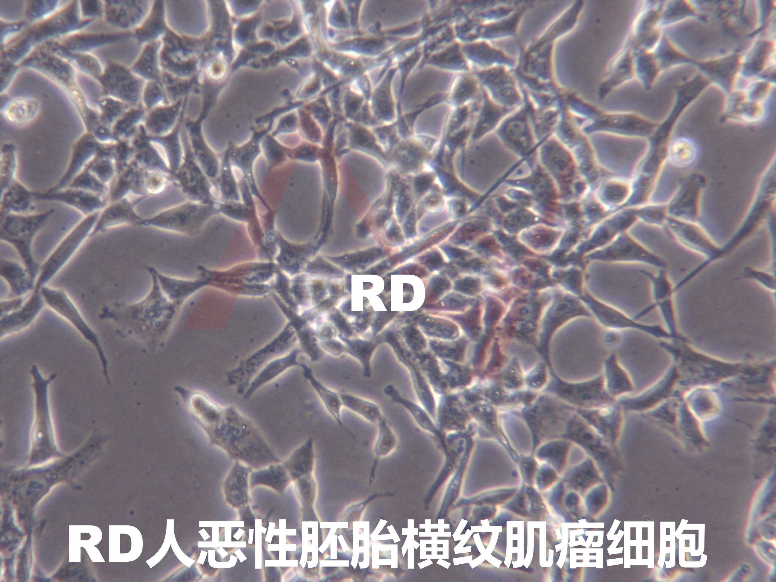RD[RD;rd;R D; RD-2; RD 2]人恶性胚胎横纹肌瘤细胞