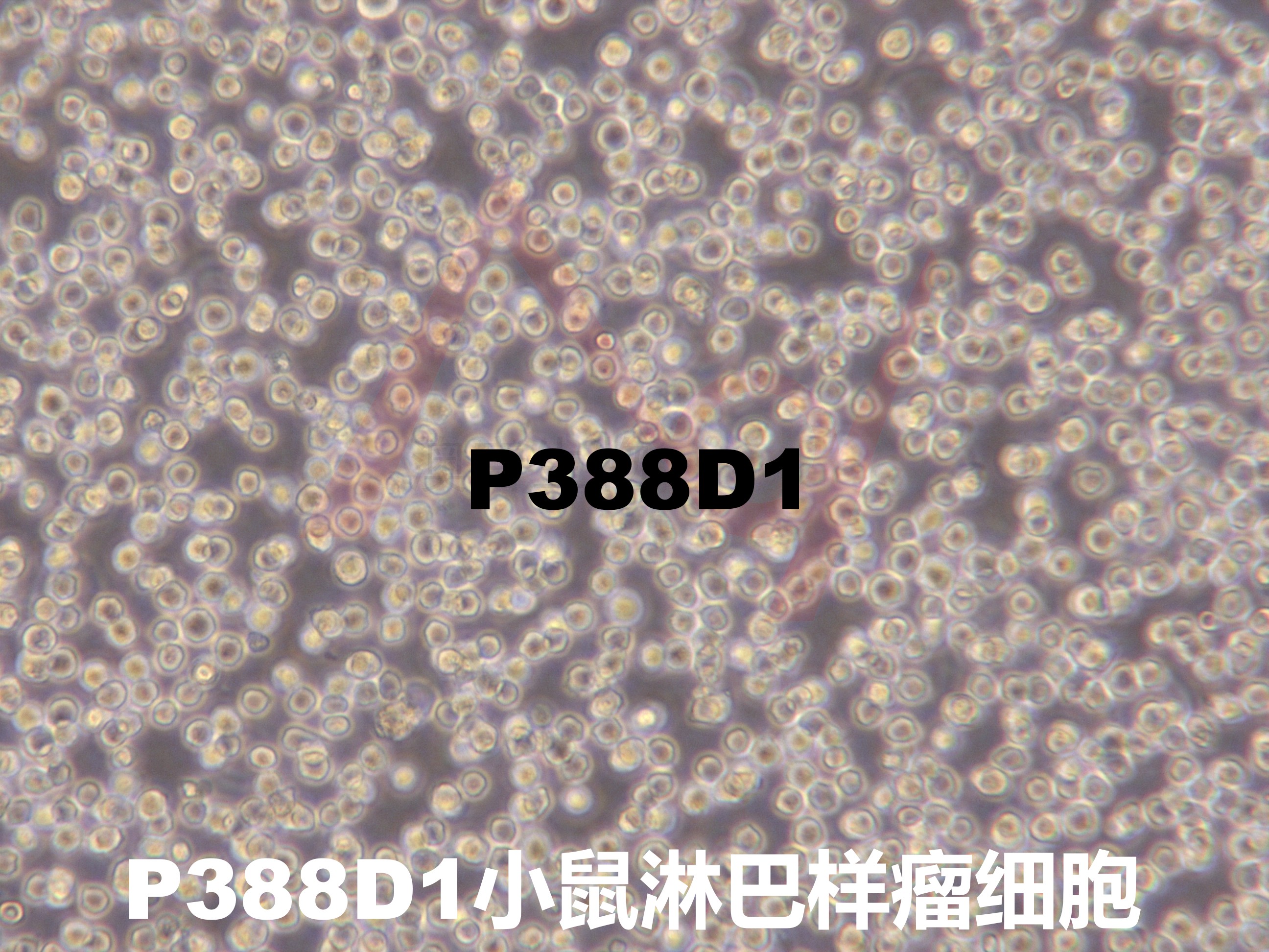 P388D1【	P-388D1; P388-D1; P388.D1; P3 88 D1】小鼠淋巴样瘤细胞