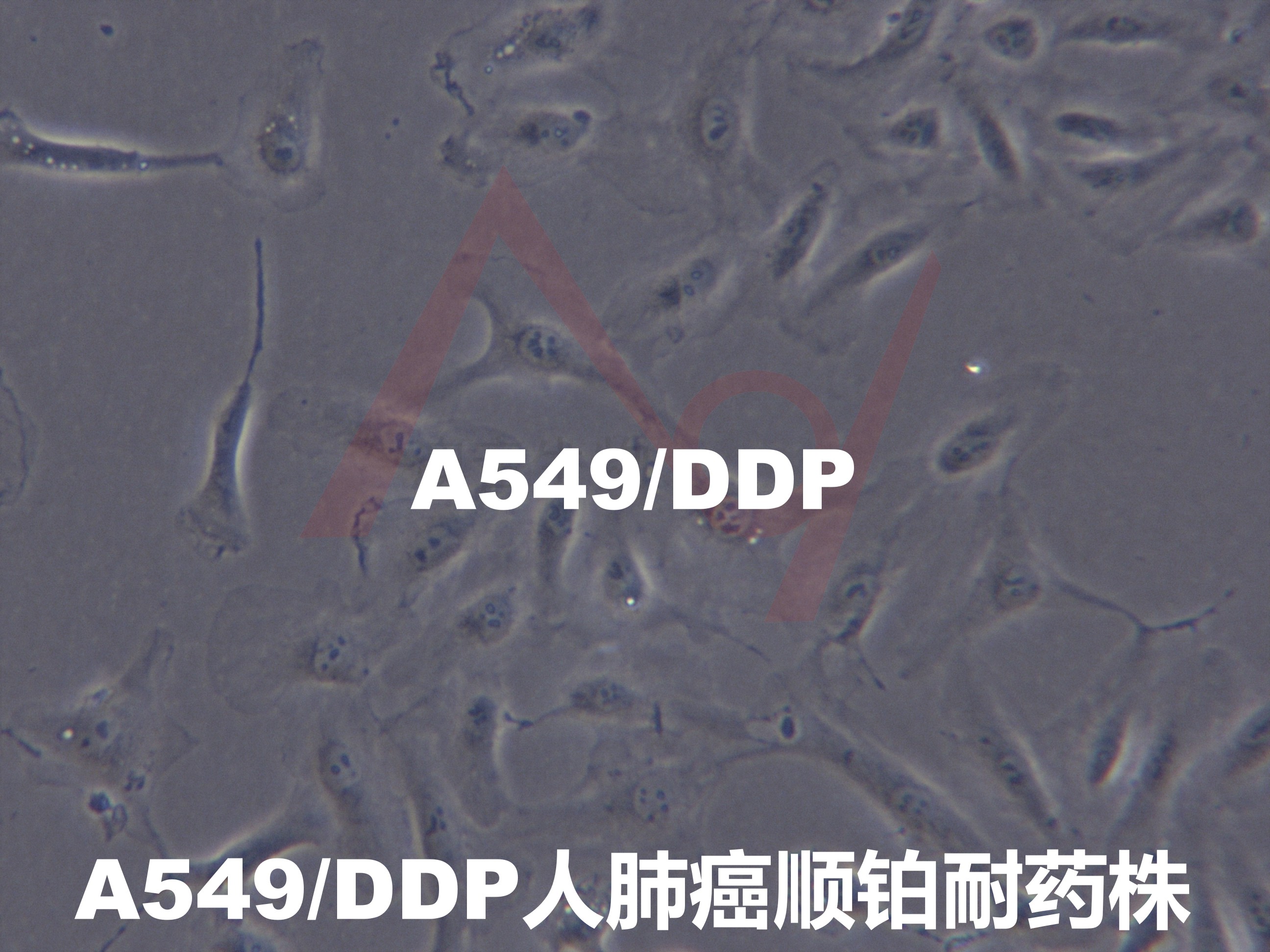 A549/DDP肺癌顺铂耐药株
